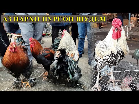Видео: Хучанд !!! Бозори Хайвонот ва парандахо 2021