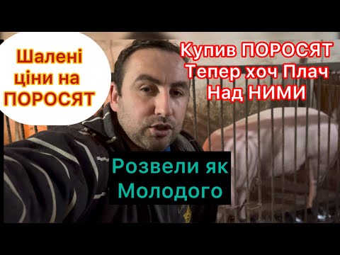 Видео: ШАЛЕНІ ЦІНИ на ПОРОСЯТ, Купив Поросят, тепер хоч Плач над НИМИ