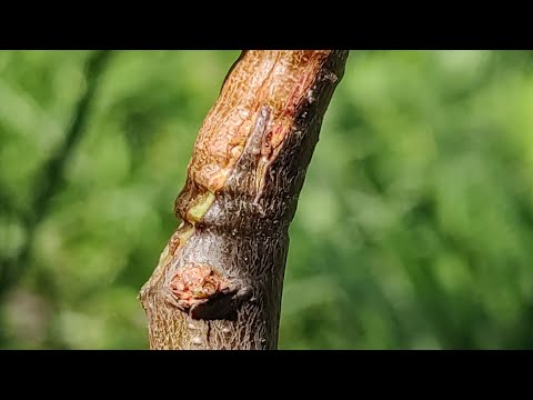 Видео: Прививка Персика на Алычу