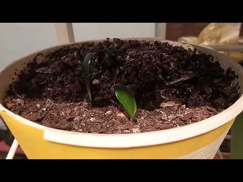 Видео: Кливии 24.03.25. clivia