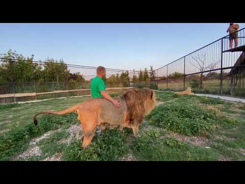 Видео: Как я прошу львов МНЕ ПОМОЧЬ !