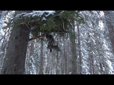 Видео: ОХОТА НА КУНИЦУ КАПКАНАМИ / ЛИСА СОЖРАЛА КУНИЦУ / ВЫДРА / УТКА