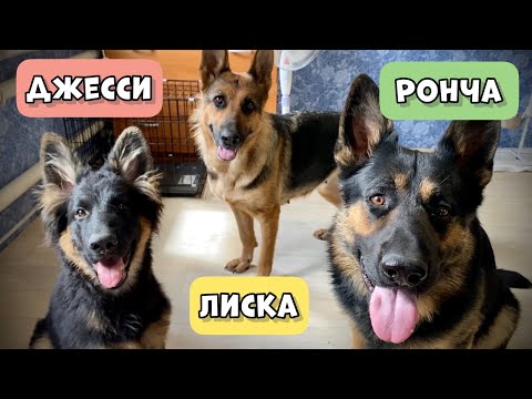 Видео: ТРИ ОВЧАРКИ В ДОМЕ. ПЛЮС НОВЫЕ ПИТОМЦЫ