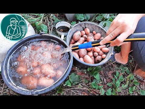 Видео: 🥔 Можно ли мыть картошку перед хранением 🍠 Хранение картофеля 🌱 Опыт Гордеевых