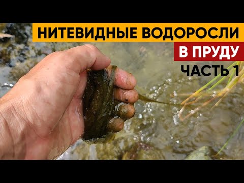 Видео: Нитевидные водоросли в пруду | Очистка от нитевидных водорослей