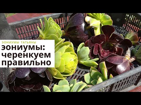 Видео: Эониумы: черенкуем правильно