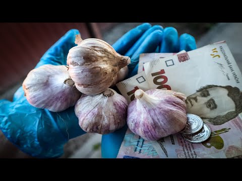 Видео: Часник ВСЬОМУ Голова?-Врожай і Дохід з малооб'ємки в сезоні 2024