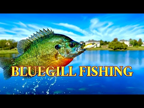 Видео: Блугіл не дає відпочити! Активна рибалка на озері