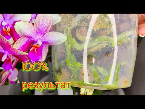 Видео: ВСЕГО 1 раз ПОЛИВАЮ,  а КОРНИ как БЕШЕНЫЕ НАРАСТАЮТ, Цветоносы ГРОЗДЯМИ у ОРХИДЕЙ