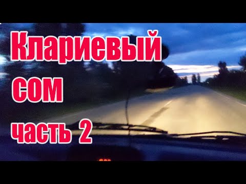 Видео: Клариевый сом (часть2)