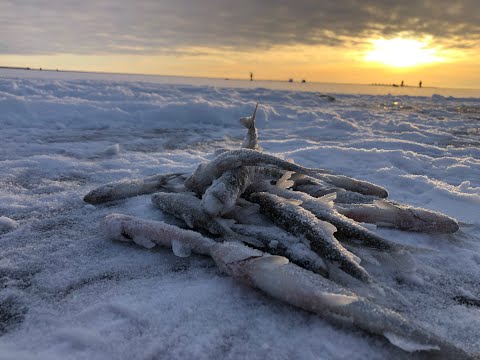 Видео: Рыбалка на Финском заливе январь 2023, корюшка, Тарховка