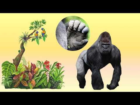 Видео: ДГ "Брезичка" - Група 3, Тема "Дивите животни", Околен свят