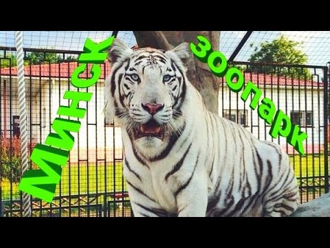Видео: Минский зоопарк и динопарк. Обзорная экскурсия.