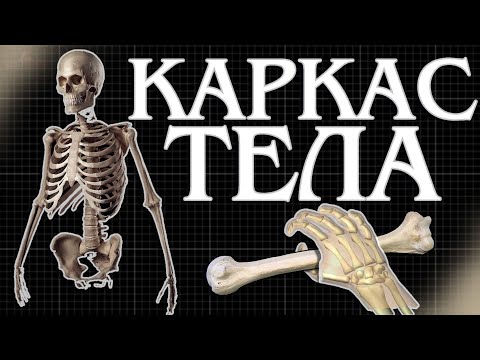 Видео: Не просто каркас. Почему кости — это живой орган?