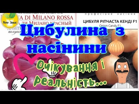 Видео: Цибулина з насінини, очікування і реальність. Сорти "Кенді" та "Рамата ді Мілано червона"