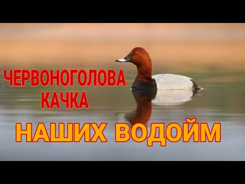 Видео: Попелюх — Червоноголова качка наших водойм.