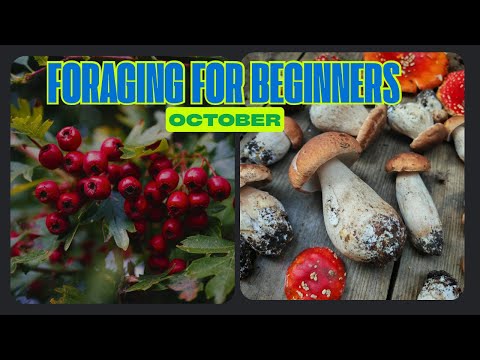 Видео: Поиски пищи для новичков в октябре