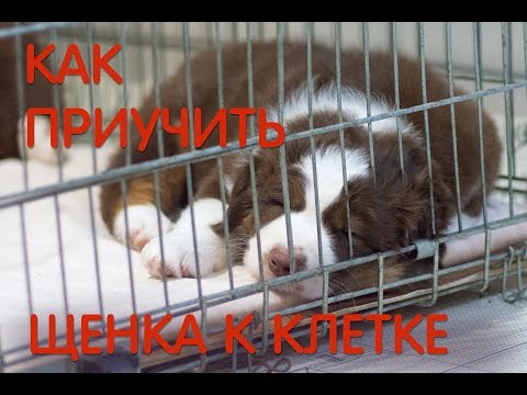 Видео: Как приучить щенка к клетке и зачем это нужно. В главных ролях - щенки австралийской овчарки.