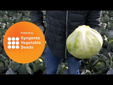 Видео: Сторидор F1- капустный бриллиант от компании Сингента