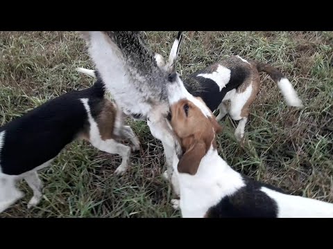 Видео: Охота На Зайца С РПГ! Попался Матерый Заяц!