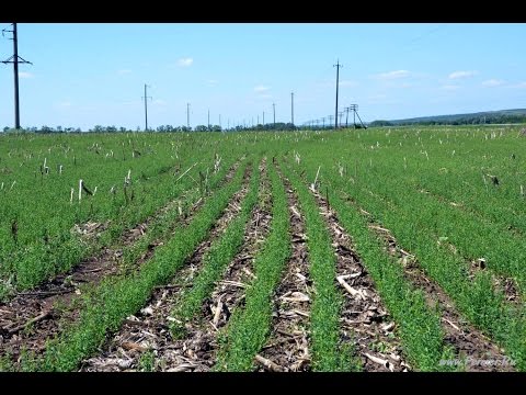Видео: Посевы льна. Технология No-Till. КФХ "Потапов".
