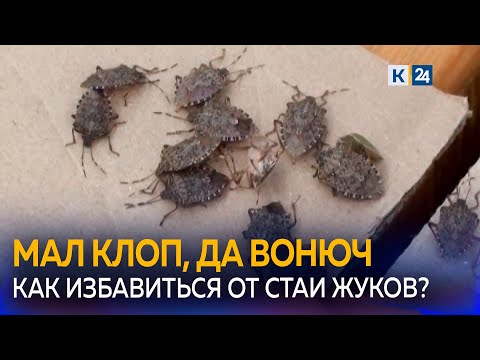 Видео: Почему мраморные клопы наводнили дома кубанцев?