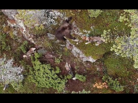Видео: Медвежья экспедиция. Охота на медведя 2020-2021.