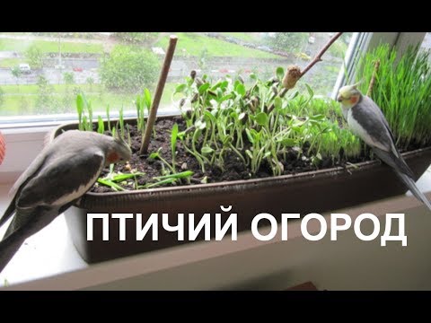 Видео: Не забываем сажать ОГОРОД ДЛЯ ПОПУГАЯ! +советы!
