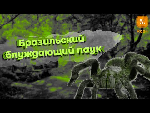 Видео: Бразильский блуждающий паук: Удивительные факты и особенности