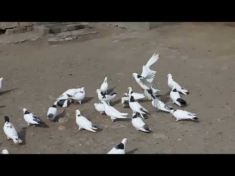 Видео: Бакинские голуби  пл. Балаханы Hüseynin quşları