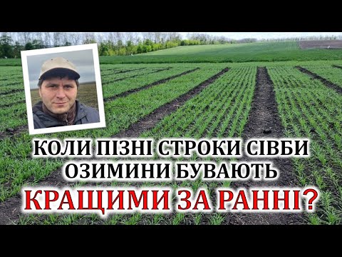 Видео: Коли пізні строки сівби озимини бувають кращими за ранні