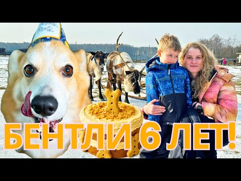 Видео: Бентли и сезон праздников: от ёлки до чучела