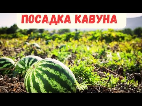 Видео: Посадка кавуна на плівку / Кавун талісман Розсада