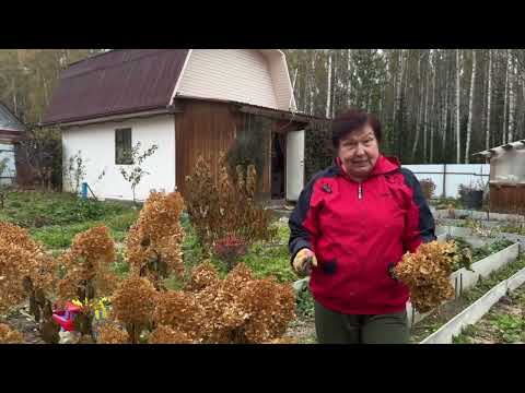 Видео: ОБРЕЗАЮ ГОРТЕНЗИИ И КЛЕМАТИСЫ ОСЕНЬЮ