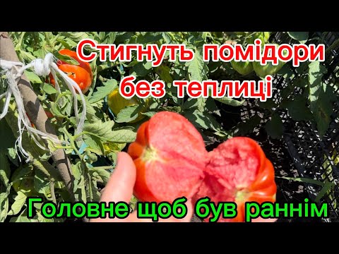 Видео: Огляд ранніх гібридів помідорів на 5 липня, які вже стигнуть, і які ще ні.