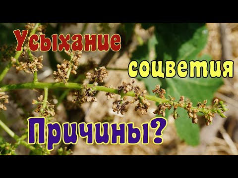 Видео: Виноград . Усыхание соцветия во время цветения.