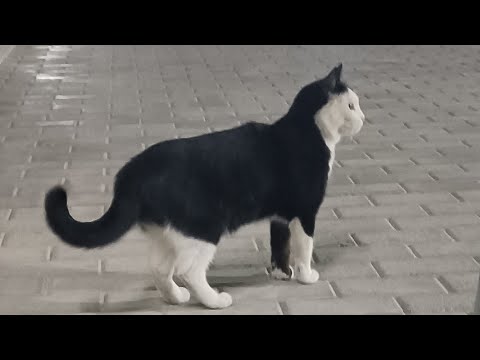 Видео: Из Узбекистана в Таджикистан.