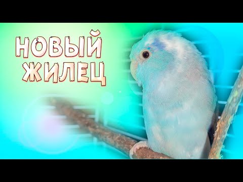 Видео: Воробьиный попугай Ероха! Приручение попугая.