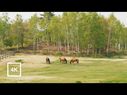 Видео: Расслабляющая прогулка по японской деревне Кисо, Нагано | Native Japanese Horses Grazing