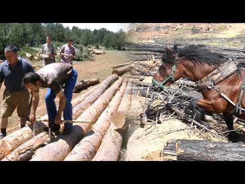 Видео: Древесина. Спил деревьев, перевозка лошадей и традиционное использование | Документальный фильм
