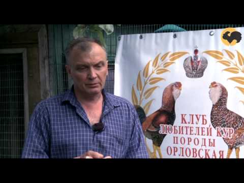 Видео: Живой дом. Клуб любителей кур породы Орловская.