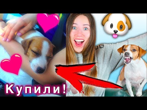 Видео: БЕРЕМ СОБАКУ ! КАК Я ПОКУПАЛА ДЖИНУ МОЯ ИСТОРИЯ | Elli Di Pets