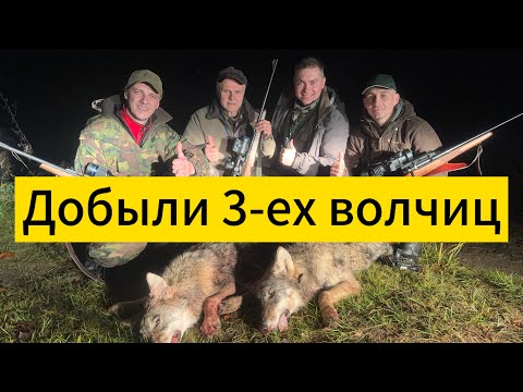 Видео: Добыли 3-ех волчиц!