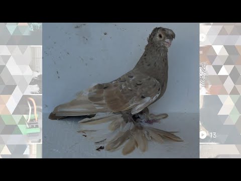 Видео: Узбекские голуби Pigeons الحمام Tauben  merpati کبوتر 鴿子 ハトkaʙūtar güvercinler porumbei 13/11/25