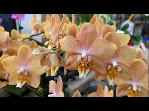 Видео: Распаковка новой Орхидеи почти удалась