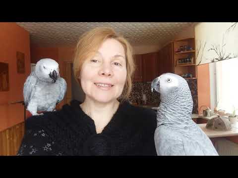 Видео: Чем мы кормим жако?