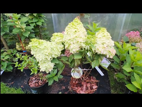 Видео: Обзор цветущих гортензий. 1 августа 2024 г. WhatsApp для связи https://wa.me/79779585088