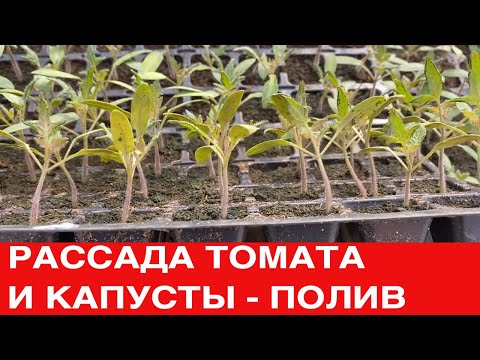 Видео: Как выглядит рассада томата. Полив капусты с удобрением.