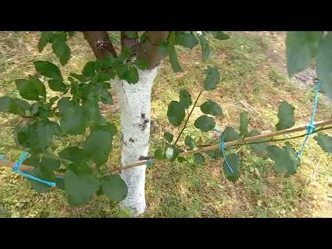 Видео: Развитие присадки и грижата за тях