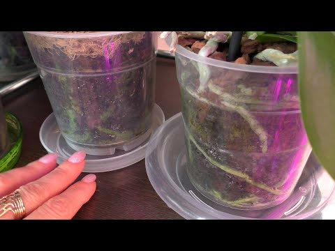 Видео: Орхидеи КОГДА ЖЕ ПОЛИВАТЬ...